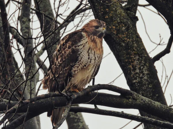 Red-Tailed Hawk Wet from Rain Perched: On a rainy day, a red-tailed hawk showing wet feathers sits perched in a bare tree on an late fall day