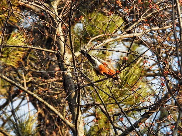 Rotkehlchen Einem Baum Einem Wintermorgen Ein Amerikanisches Rotkehlchen Hockt Hoch — Stockfoto