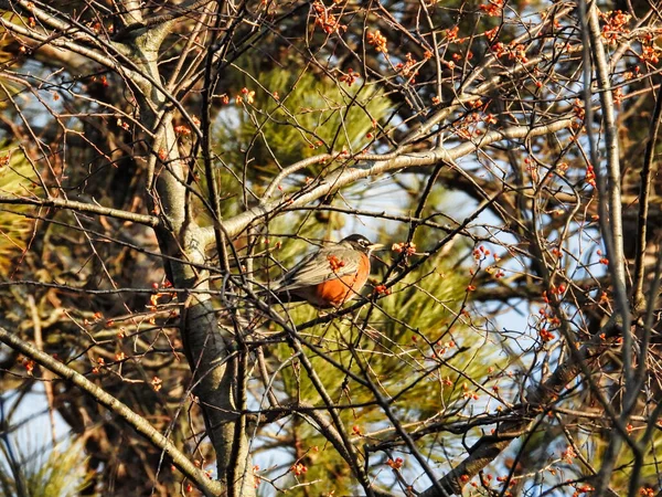 Vogel Baum Einem Wintermorgen Ein Amerikanisches Rotkehlchen Hockt Hoch Oben — Stockfoto