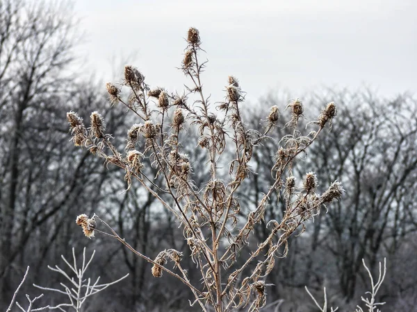 Prairie Plant Frost Πολλαπλοί Σπόροι Λιβαδιών Καλυμμένοι Παγετό Νωρίς Πρωί — Φωτογραφία Αρχείου