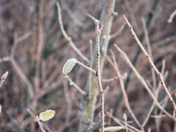 Frozen Leaf Winter Morning Covered Ice Frost Eine Nahaufnahme Eines — Stockfoto