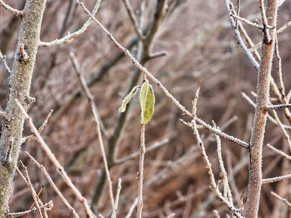 Frozen Leaf Winter Morning Coved Ice Frost Ένα Κοντινό Πλάνο — Φωτογραφία Αρχείου