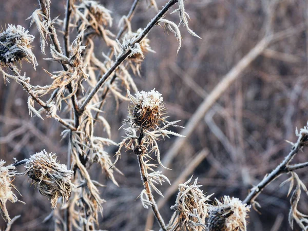 Distelblume Schnee Der Zeit Gefroren Eine Prärie Wildblumen Distel Bedeckt — Stockfoto