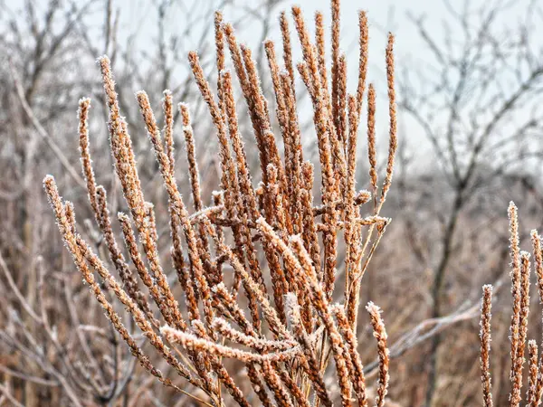 Schilf Schnee Einem Frühen Wintermorgen Bildet Sich Auf Diesem Braunen — Stockfoto