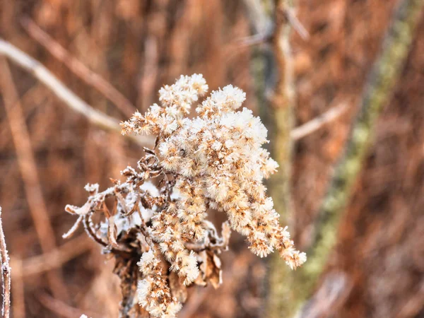 Fiore Nella Neve Congelato Nel Tempo Fiore Selvatico Prateria Coperto — Foto Stock