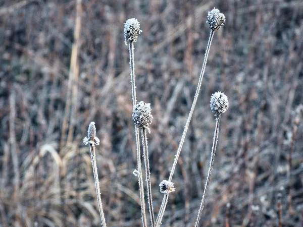 Teste Fiore Nella Neve Congelato Nel Tempo Fiore Selvatico Prateria — Foto Stock