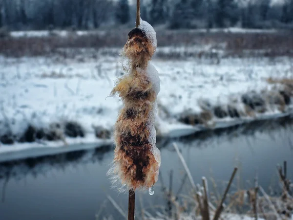 Burst Cattail Frozen Δίπλα Ένα Ποτάμι Χειμώνα Ένα Γατάκι Έσκασε — Φωτογραφία Αρχείου
