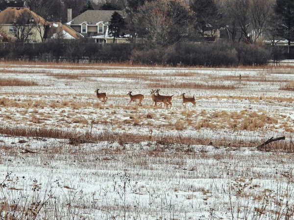 雪に覆われた畑を駆け抜ける鹿寒い冬の日に家の中で雪に覆われた草原を駆け抜けるいくつかの白い尾の鹿 ストック写真