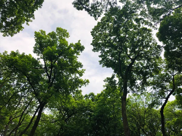 Bäume Wald Ein Spektakulärer Sonniger Sommertag Mit Bäumen Die Vor — Stockfoto