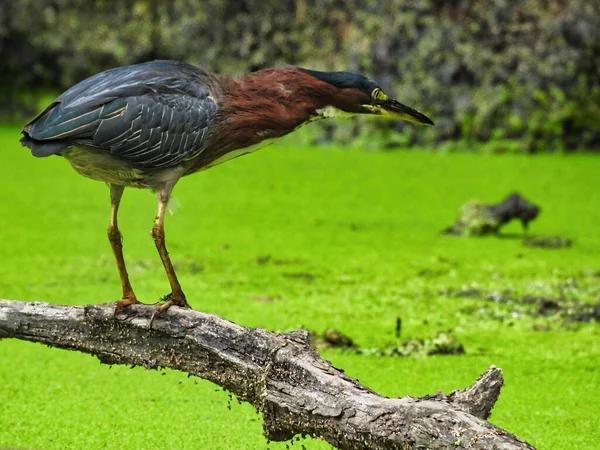 Heron Hunt Pássaro Garça Verde Prepara Para Atacar Lagoa Coberta — Fotografia de Stock