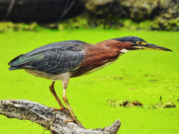 Green Heron Fishing Pássaro Garça Verde Empoleirado Tronco Morto Submerso — Fotografia de Stock