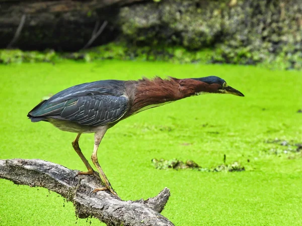 Heron Hunt Pássaro Garça Verde Estende Pescoço Pronto Para Atacar — Fotografia de Stock