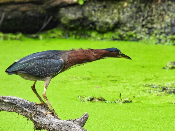 Grünreiher Angeln Ein Grünreiher Vogel Bringt Sich Auf Einem Toten — Stockfoto