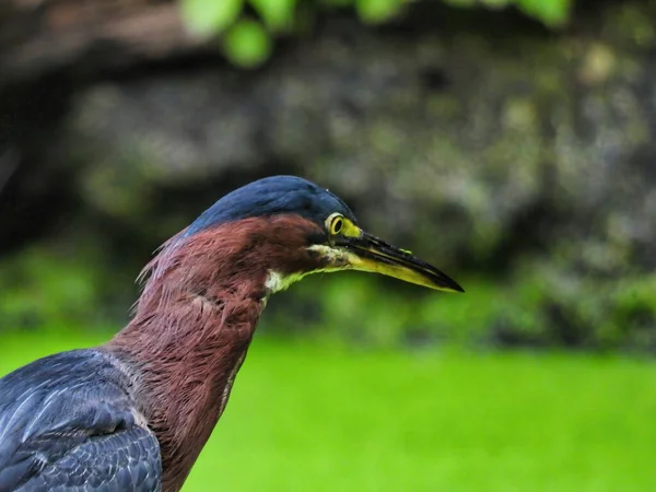 Heron Hunt Pássaro Garça Verde Cuidadosamente Observando Lagoa Coberta Ervas — Fotografia de Stock
