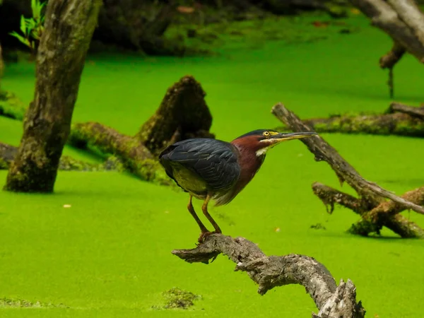 Green Heron Bird Empoleirado Ramo Árvore Sobre Uma Lagoa Com — Fotografia de Stock