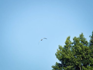 Uçan Kuş: Açık mavi gökyüzü olan açık bir günde uçan bir caspien tern martı kuşu