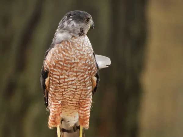 Hawk Profile Γεράκι Χαλκού Σκαρφαλωμένο Στο Πλάι Ένα Φτερό Από — Φωτογραφία Αρχείου