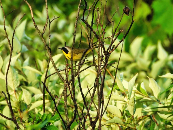 Common Yellowthroat Warbler on a Branch: A male common yellowthroat warbler bird balances on small branches with green foliage in the background