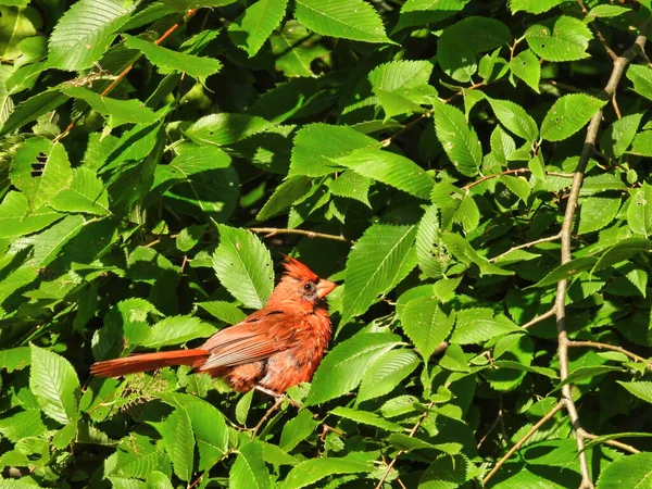 Pájaro Arbusto Pájaro Cardenal Del Norte Posado Brillante Arbusto Verde — Foto de Stock