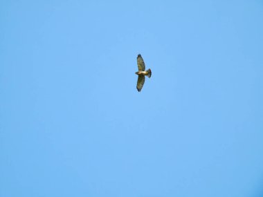 Uçan Şahin: Parlak mavi gökyüzü ile güneşli bir yaz gününde uçan yırtıcı yırtıcı kuşun kızıl kuyruklu şahini