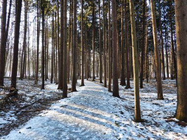 Kışın orman: Bir kış günü çam ağaçları arasında yürüyüş yolu karla kaplıydı