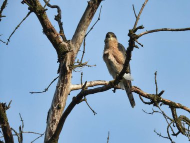 Ağaç dalına tünemiş Şahin: Açık bir günde bir ağaç dalına tünemiş Bakırın Şahin kuşu