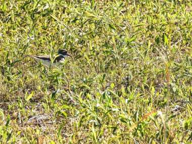 Çimenlerdeki katil geyik: Bir Killdeer kuşu çayırdaki büyüyen yaz çimlerinde geziniyor