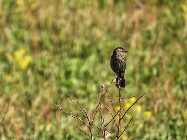 Ağaç Kökünde Kırmızı Kanatlı Karatavuk: Çayırdaki bir ağaç gövdesinde izole edilmiş kırmızı kanatlı dişi bir karatavuk
