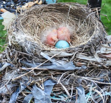Yumurta ve Bebekli Yuva: Bir gün yuvalarında yuvalanan iki Amerikan bülbülü yavru kuş henüz yumurtadan çıkmamış mavi bir yumurtanın yanında.