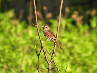 Bir daldaki serçe: Bir serçe kuş sabahın erken saatlerinde arka planda çayır çiçekleriyle iki küçük dalda uzanır