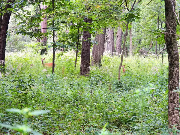 Rehe Wald Zwei Junge Weißschwanzhirsche Stehen Einem Sommertag Hohen Gras — Stockfoto