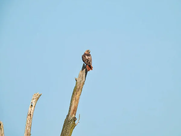 Hawk Trunk Een Roodstaarthavik Roofvogel Boven Een Dode Boomstam Met — Stockfoto