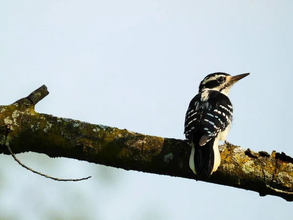 Downy Woodpecker Profilnézetben Ült Egy Csupasz Világos Kék Szürke Háttérben — Stock Fotó