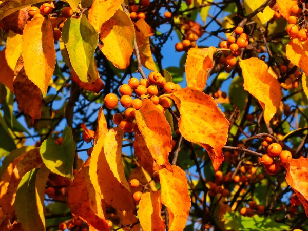 Ceniza Montaña Otoño Con Hojas Bayas Color Naranja Brillante — Foto de Stock