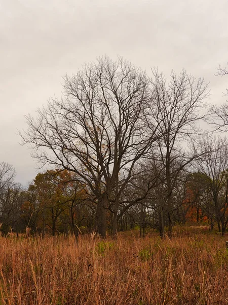 Árbol Campo Árbol Desnudo Finales Otoño Con Bosque Árboles Mayoría —  Fotos de Stock