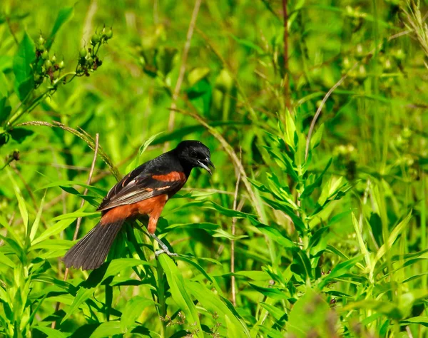 Meyve Bahçesi Oriole Güzel Siyah Kestane Kırmızısı Tüy Tüyü Arasında — Stok fotoğraf