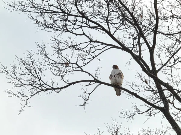 Red-Tailed Hawk Perched in Tree: A red-tailed hawk perched in a tree branch on a cold winter day