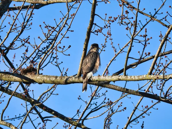 Kupferfalke Baum Ein Kupferfalke Greifvogel Hockt Einem Frühlingstag Inmitten Von — Stockfoto