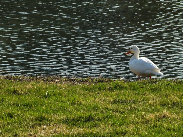 White Duck on Pond Bank: Aa white duck stands on the bank in the grass. next to a pond