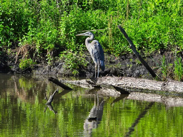 Большая Голубая Цапля Стоит Краю Воды Большая Голубая Цапля Стоит — стоковое фото