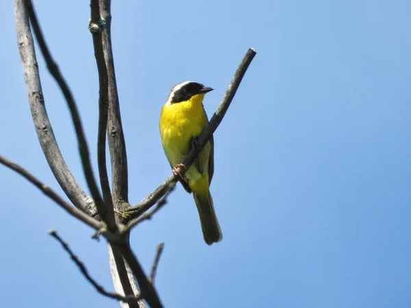木の枝の上のウォーブラー 夏の日に偽の裸の木の枝に座っている男性の一般的な黄色い喉のウォーブラー鳥 — ストック写真