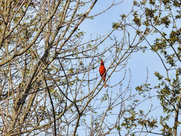 枝の上のレッド カーディナル バード 澄んだ空の木の枝の上に立つ北の男性枢機卿の鳥 — ストック写真