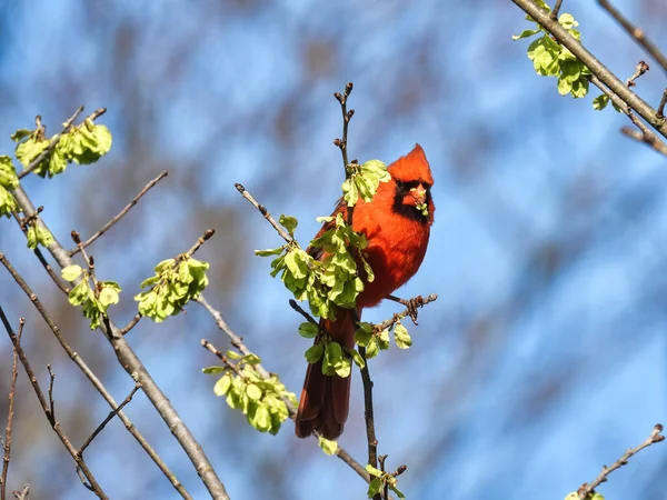 Bird Tree Branch Pássaro Cardeal Norte Macho Está Comendo Folhas — Fotografia de Stock