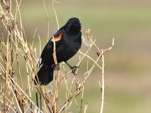 Blackbird Grama Melro Asas Vermelhas Macho Pendura Hastes Grama Alta — Fotografia de Stock