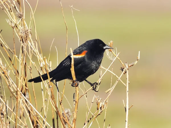 Red Winged Blackbird on Tree Stem: A male red-winged blackbird isolated balances on a tree stem on the prairie