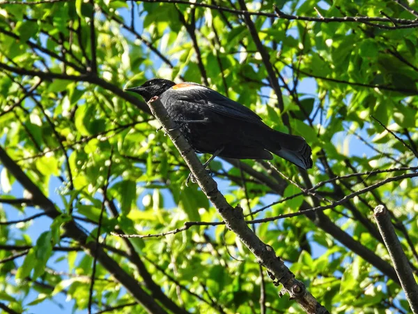 지류의 깃털검은 여름날 나뭇가지에 날개검은 햇빛이 비친다 — 스톡 사진
