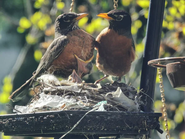 Bird in the Nest: Mated American Robins at their nest as their two hatchlings peak their heads up from the nest looking for food Family of Robins