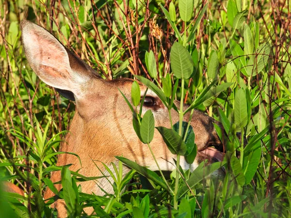 Cerf Dans Les Bois Une Femelle Cerf Virginie Nourrit Feuillage — Photo