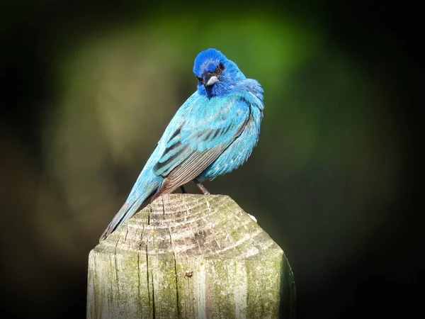 Blue Bird on a Fence: An indigo bunting bird shows off his bright blue feathers while perched on a fence post