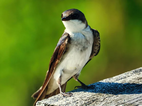 Tree Swallow Bird Perched Bird House Jovem Pássaro Engolidor Árvores — Fotografia de Stock